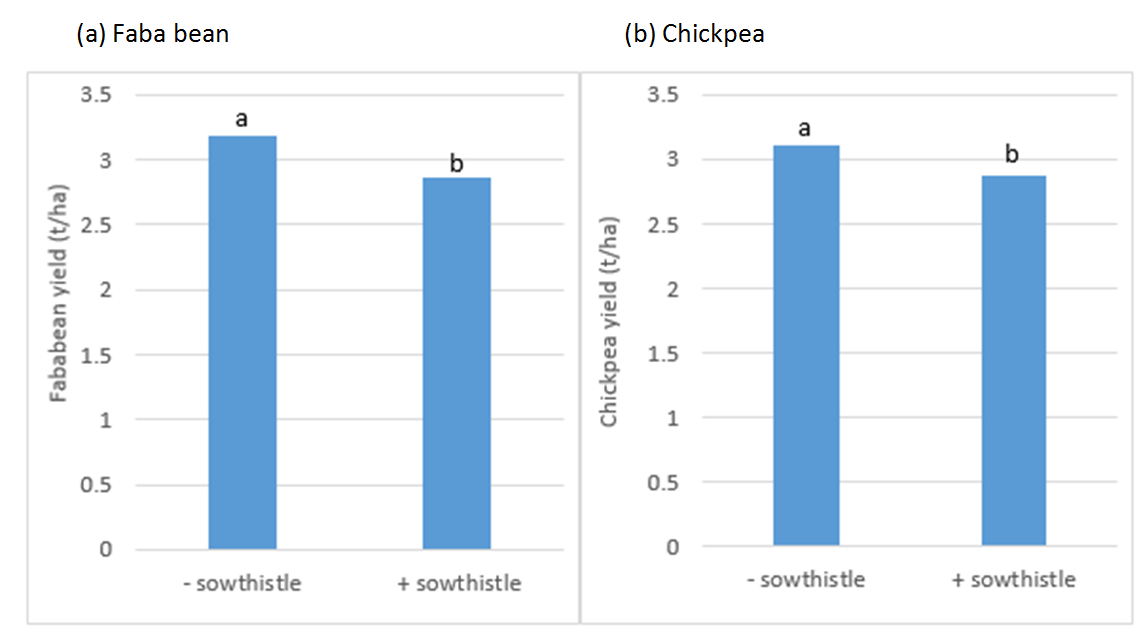 Figure 6 is a set of two column graphs which show (a) Faba bean and (b) chickpea yield (t/ha) in the presence or absence of sowthistle. Bars with a different letter within a crop are significantly different at a 5% significance level.