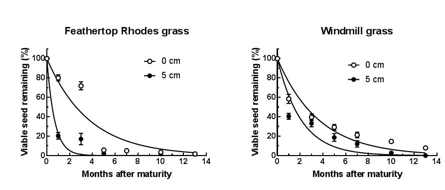 The soil seed bank life of windmill grass is longer than feathertop Rhodes grass