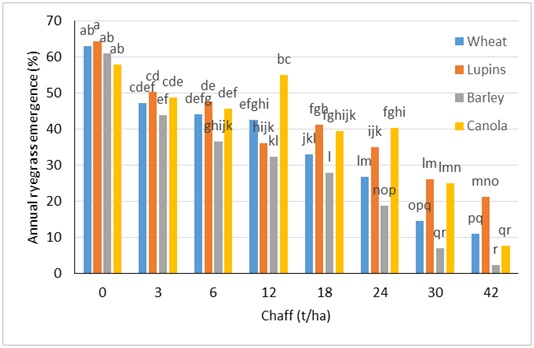 Column bar graphs showing emergence of annual ryegrass through wheat, lupin, barley and canola chaff (left to right column bars, respectively) at eight different rates (t/ha) in a pot trial conducted at Wagga Wagga, NSW. Means with same letter are not significantly different.
