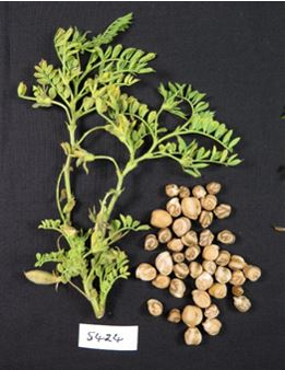 This is a photo of late infected chickpea with shrivelled and marked seeds.