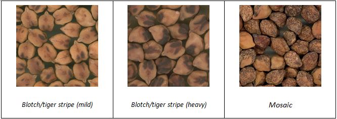 This is a set of three seed markings - a) blotch/tiger stripe (mild), b) blotch/tiger stripe (heavy) and mosaic.