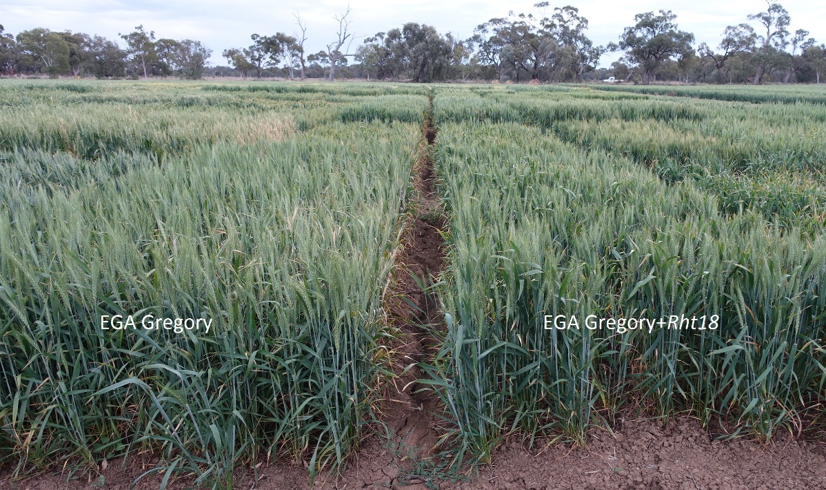 This is a photo of wheat variety EGA Gregory  (left) side-by-side with long coleoptile, EGA Gregory  containing the Rht18 dwarfing gene (right) at Condobolin in 2017.