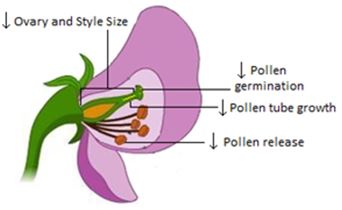 This is a diagram showing the impacts of cool temperatures on male and female reproductive organs of chickpea flowers including decreased ovary and style size, reduced pod set, decreased quantity of pollen reaching the flower stigma and increased difficulty of pollen transfer from anther to stigma.
