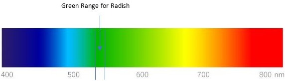 Image of light spectrum and where the radish sits