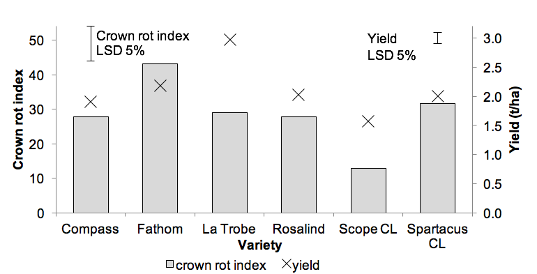 Bar graph of effect of barley variety on yield and crown rot severity