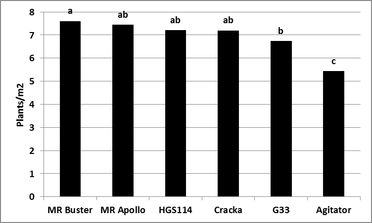 This is a column graph showing the hybrid establishment (plants/m2) averaged across times of sowing and plant population. There were a couple of small differences between hybrids. Agitator had a significantly lower establishment than all other hybrids and G33 established fewer plants than MR-Buster (Figure 4).