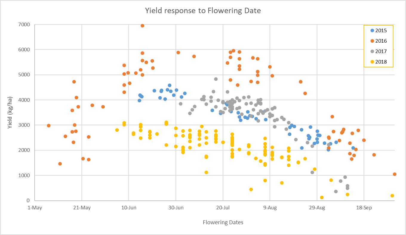 This scatter graph shows the average varietal yield response in Kg/ha to flowering dates for all four sowing dates from 2015 to 2018. (p=0.05) LSD 2015: 519 kg, 2016: 411 kg, 2017: 355 kg and 2018: 240 kg. There is consistent trend across all four years that yield potential drops away, the later in the year the crop flowers. June – July appears to be the optimum time for the Central Highlands to have wheat flowering, provided frost is not a risk.