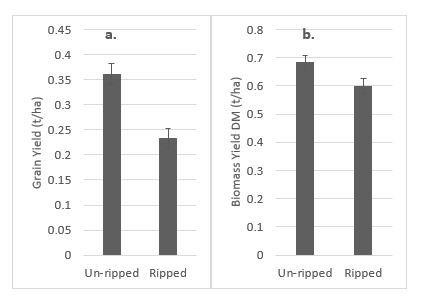 Grain yield and biomass yield response to ripping treatment. Lentil emergence counts were lower in ripped treatment versus un-ripped treatment; faba bean and field pea were unaffected by ripping treatment at Kimba, 2019. Bars represent least significant difference at p=0.05.