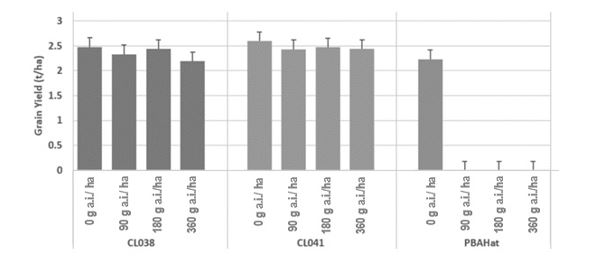 Grain yield response of Group I tolerant chickpea selections CL038 and CL041 compared to PBA HatTrick at four rates of clopyralid applied at the five-node growth stage, Riverton, South Australia, 2018. Bars represent least significant difference at p=0.05.