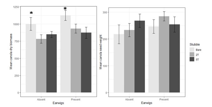 The effects of earwig presence and stubble treatment on total canola biomass shown on the left graph and total seed weight shown on the right graph, measured in grams. Asterisks indicate significant (p < 0.05) differences within the earwig groups.