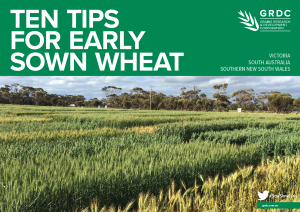 Ten tips for early sown wheat  -     GRDC