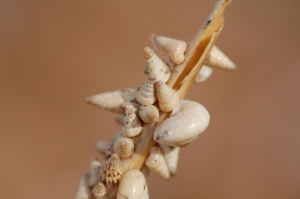 image of snails