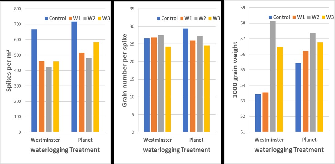 Bar graphs showing the effect of waterlogging on the yield components of Westminster and RGT Planet barley varieties with the effect on spikes per metre squared illustrated on the left, grain number per spike illustrated in the centre and 1000 grain weight illustrated on the right