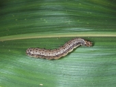 27 Aug 2020, Pesticide resistant genes detected in fall armyworm from WA