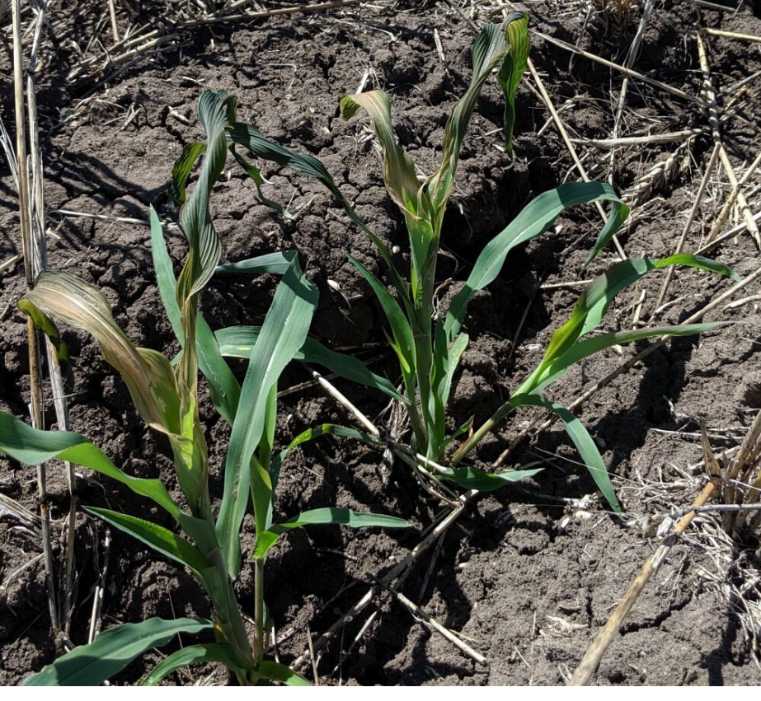This is a photo of “Frosted” TOS 1 plants on the 13 of August 2019 in Emerald.  No plants were lost due to these events.  Typically if the primary stem were lost, additional tillers would take its place.