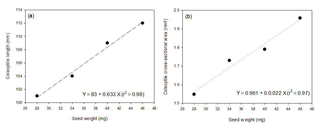 Two scatter graphs with lines of best fit showing relationship of Increasing seed size (weight) and changes in (a) coleoptile length and (b) coleoptile cross-sectional area.