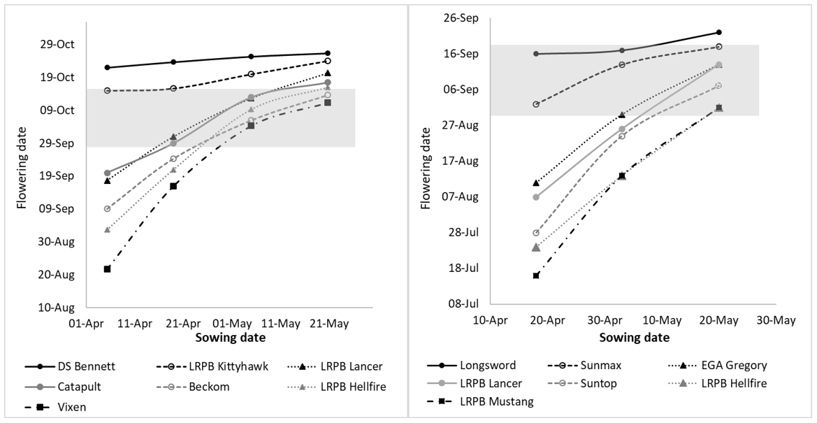These two line graphs show the mean flowering date responses of selected genotypes at a) Wagga Wagga (2018), Marrar (2019) and Harefield (2020) and b) Edgeroi (2017) and Narrabri (2019, 2020) across sowing dates. Shaded box indicates optimal flowering period for each location. 
