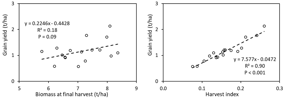 This figure is a linear regressions between grain yield and biomass at final harvest (left) and harvest index (right) of 17 wheat genotypes grown in alkaline sodic dispersive subsoil at Grogan, SNSW in 2019.