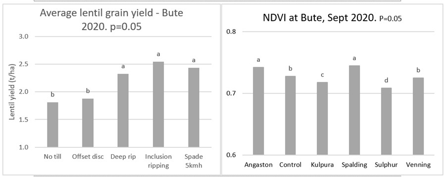 Figure 3. Grain yield of lentil following soil modification (left) and normalised difference vegetation index (NDVI) of lime source trial at Bute 2020 (right). 