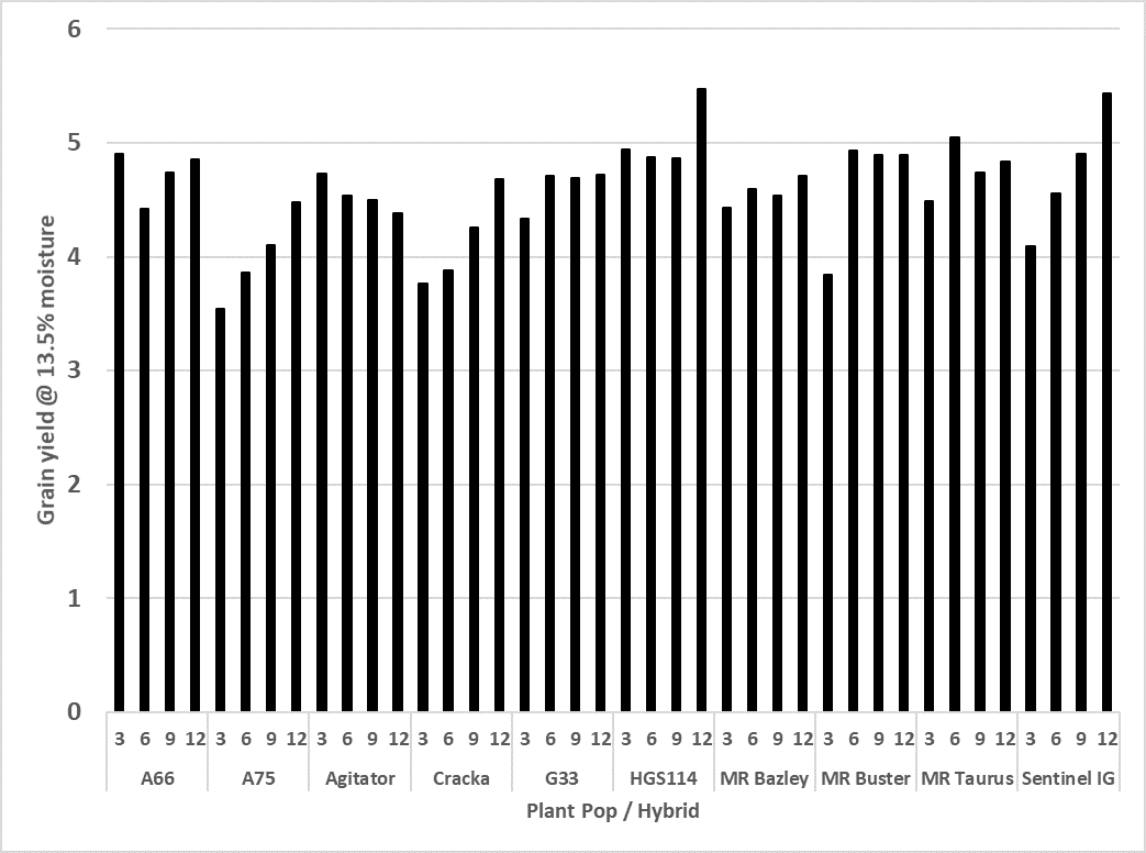 This column graph illustrates grain yields at 13.5% moisture content across hybrid and plant population