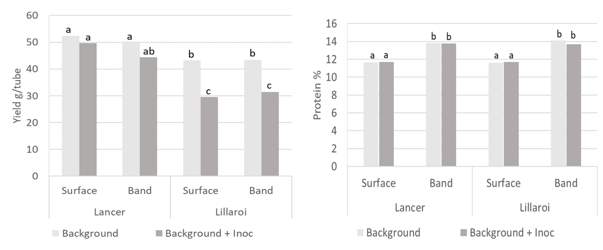 Two bar graphs showing Average yield (left) and protein responses (right) of LPRB Lancer  and DBA Lillaroi  under banded and surface applications of urea with background and background plus inoculation FCR treatments. Significance letters indicate 95% confidence (p>0.05).