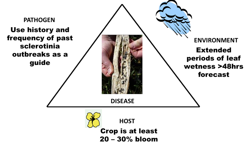Triangle showing the factors which drive development of sclerotinia stem rot 