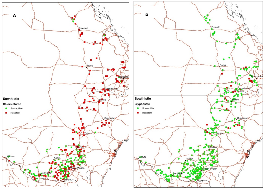 Maps showing (A) chlorsulfuron resistant and susceptible and (B) glyphosate resistant and susceptible populations of sowthistle that were randomly collected during an end-of-season random surveys of the northern grain’s region in 2016.