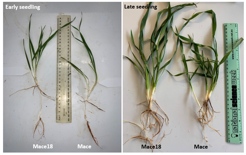 Two photographs of long coleoptile Mace18 (L) and short coleoptile Mace  (R) early and late seedling at 12cm seeding depth at Griffith