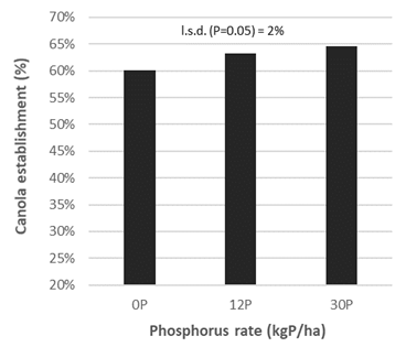 Column graph of seed-crop phosphorus rate effect on following year canola establishment