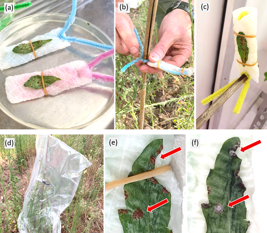 Images showing the process of setting up the biocontrol agent release. Dehydrated, infected leaves are (a) rehydrated in a water bath then (b-c) mounted and tied to a stake with rehydrated pustules facing downwards which is placed over a set of healthy flaxleaf fleabane plants and (d) covered with a plastic bag for at least 12 hours to maintain a humid and warm microclimate. Successful release of viable spores is indicated if the pustules turn from brown (e) to a fluffy grey colour (f).