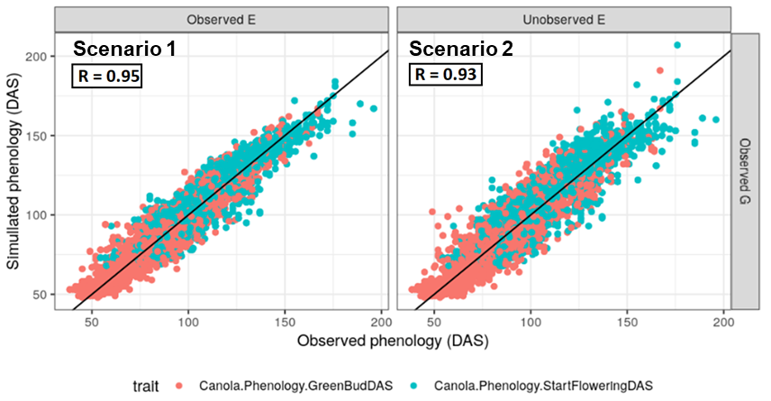 Comparison of observed and predicted phenology using the benchmark APSIM-NG phenology model prediction with parameters estimated from field observations. (Only possible for scenarios one and two where genotypes were observed in the field). This can be compared to the top two panels of Figure 2 to compare model performance when parameters are estimated from field data versus genomic data.