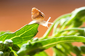 25 Nov 2022, Multifaceted approach to combat snails in grain crops