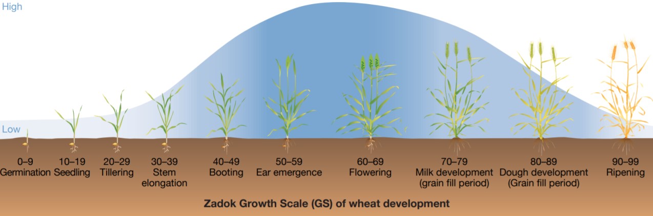 Zadok Growth Scale (GS) of wheat development