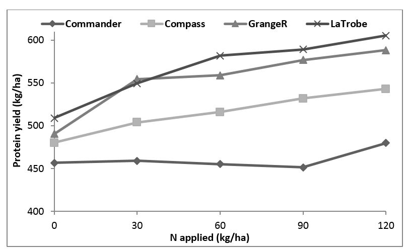 Figure 2. Protein yield of four barley varieties treated with five concentrations of N fertiliser. l.s.d (P < 0.05) (Variety) 22 kg/ha.