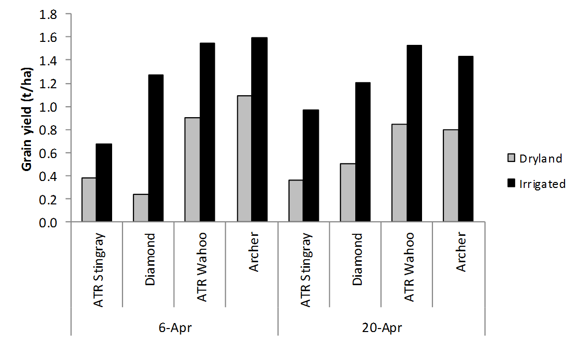 Figure 1 is a column graph that shows the grain yield of four canola varieties - ATR Stingray, Diamond, ATR Wahoo and Archer - sown at two sowing dates, with (irrigated) or without (dryland) irrigation, at Condobolin in 2017 (l.s.d. P<0.05 = 0.26 t/ha).  (ATR Stingray  and ATR Wahoo  are protected under the Plant Breeders Rights Act 1994)