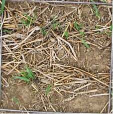 Figure 3 shows a visual indication of green shoot material available for grazing for 60 kg/ha green