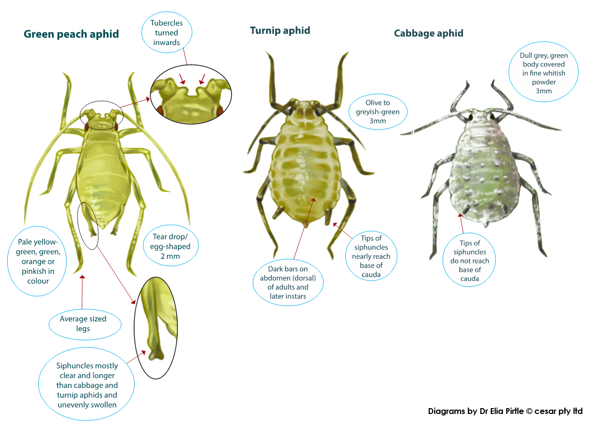 Figure 2 is an infographic showing how to distinguish green peach aphid using diagnostic traits. 