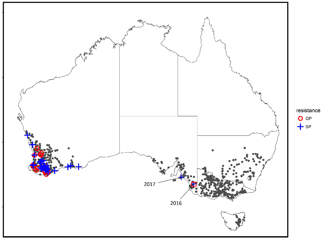Figure 3 is a map of Australia showing the current known distribution of redlegged earth mite in Australia (adapted from Hill et al. 2012) shown as filled circles, overlaid with the known distribution of synthetic pyrethroid (SP) and organophosphate (OP) resistance across Australia at 2017. Shows the majority in WA with one or two sites in SA