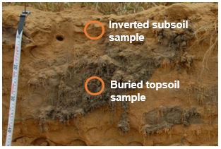 image of soil - inverted subsoil sample and buried topsoil sample 