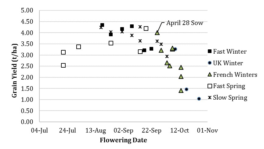 Early sowing of fast maturing spring barley resulted in increased lodging, reduced harvest index, and yield loss