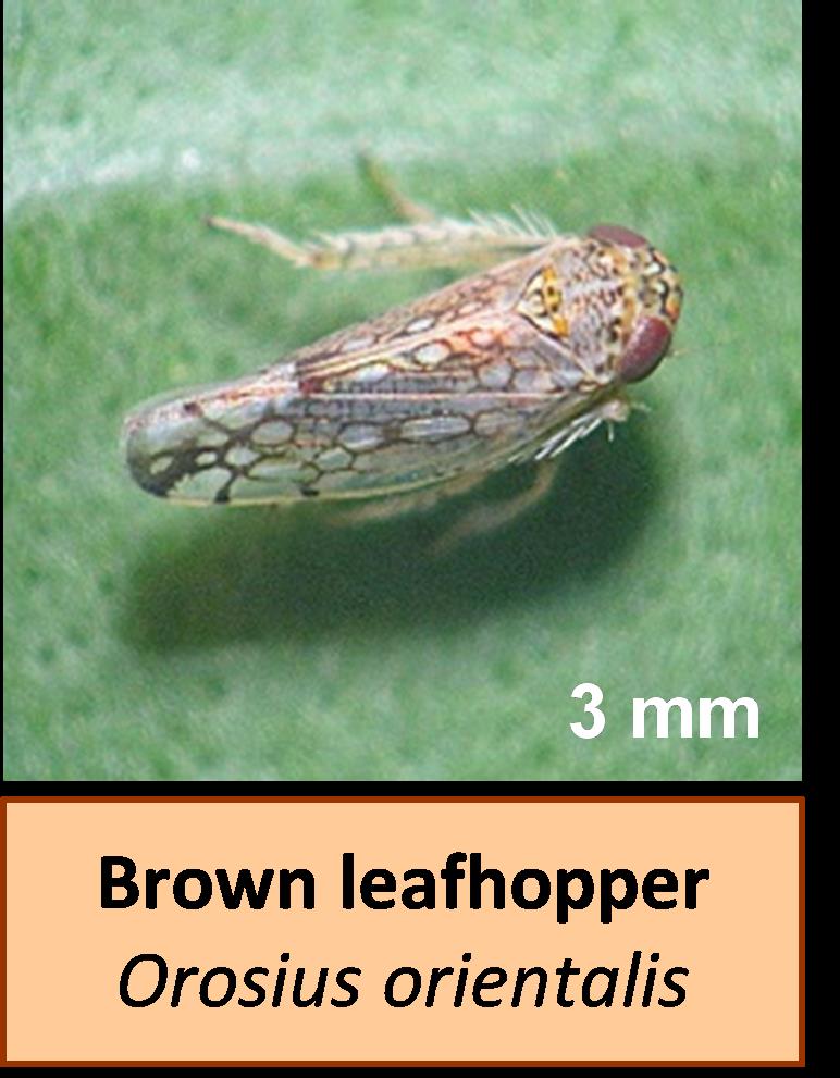 This is a photo of the brown leafhopper, a known vector of phytoplasma