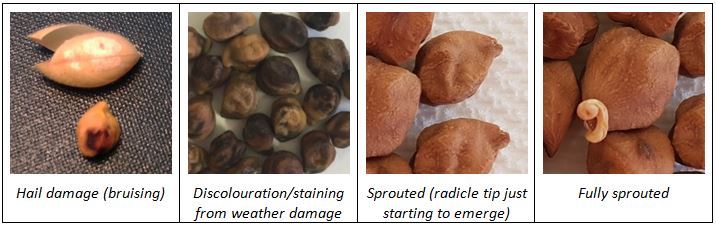 This is a set of four photos showing weather damage seed defects - a) hail damage, b) discolouration/staining from weather damage, c) sprouted (radicle tip just starting to emerge) and d) fully sprouted.