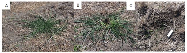 This is a set of three photos showing Wild oats pre- targeted tillage (A), post-targeted tillage (B) and the resulting “divot”(C). Weed kill field testing demonstrated very high efficacy on all targeted summer and winter annual weeds regardless of growth stage.