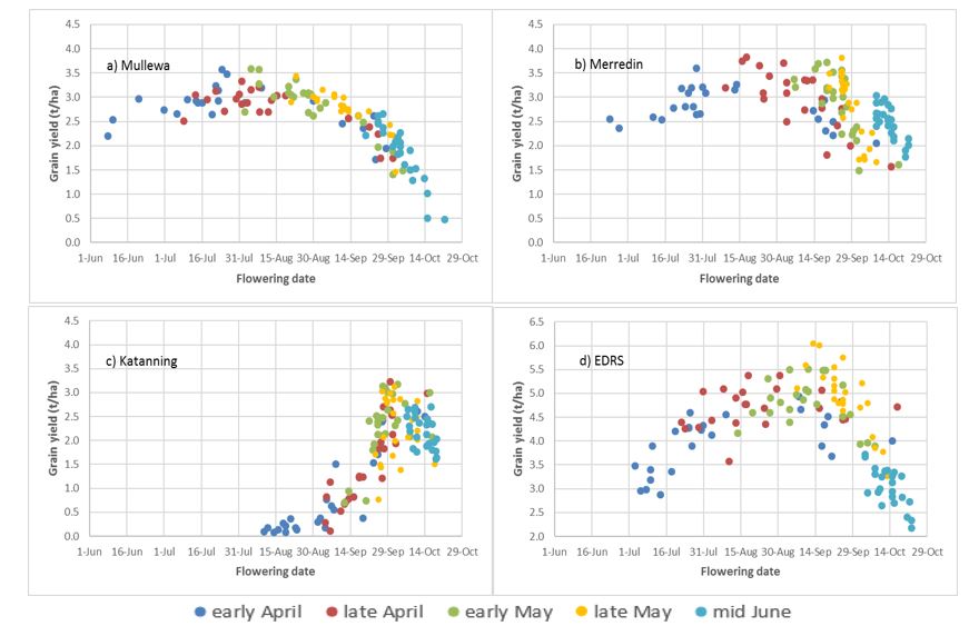Scatter graph of yield responses at different flowering dates