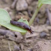 Mitigating snails, slugs and slaters in Southern Western Australia