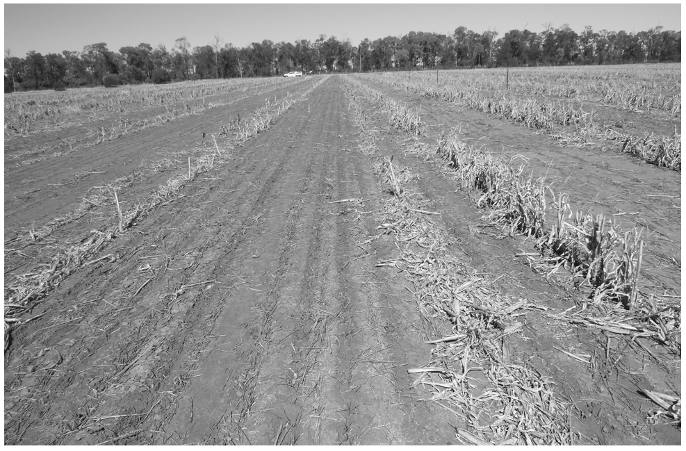 A photograph showing residual stubble at the Yagaburne site at emergence of the winter cover crop and undisturbed on the right.