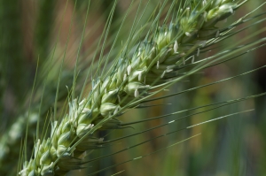 image of optimal flowering periods