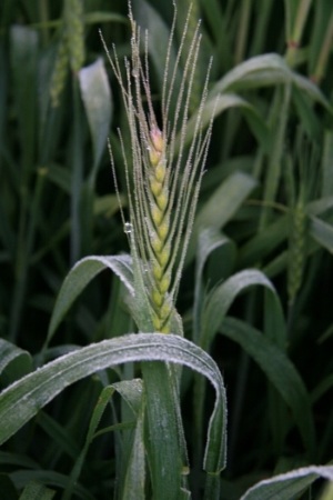 image of frosted wheat