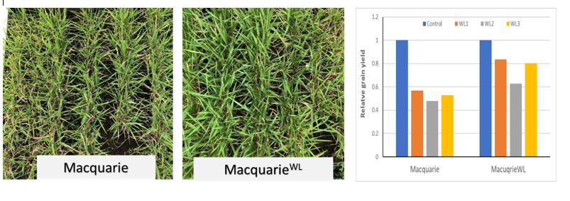 Both a photo of waterlogging effect on Macquarie barley variety and the Macquarie barley variety with introgressed waterlogging tolerance gene and a bar graph illustrating these two barley varieties yield response to waterlogging treatments