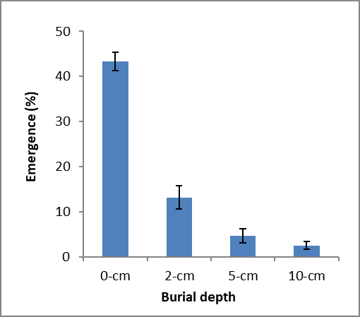 This column graph with error bars shows the effect on emergence of FTR seed burial (Hanwen Wu, NSW DPI) Pot trial -duplex red Kandosol soil, pH 5.4 and organic carbon 0.6%.